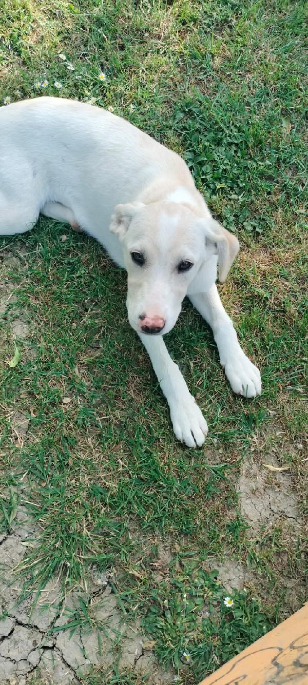 Flo splendida cucciola di 4 mesi cerca casa Foto 8